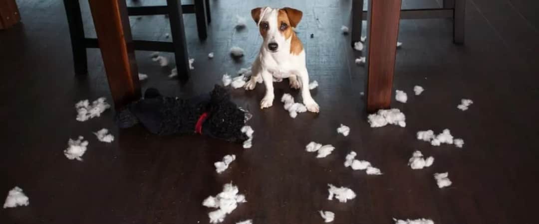 Skuteczne sposoby na zabezpieczenie mebli przed psem i ich zniszczeniem Skuteczne sposoby na zabezpieczenie mebli przed psem i ich zniszczeniem