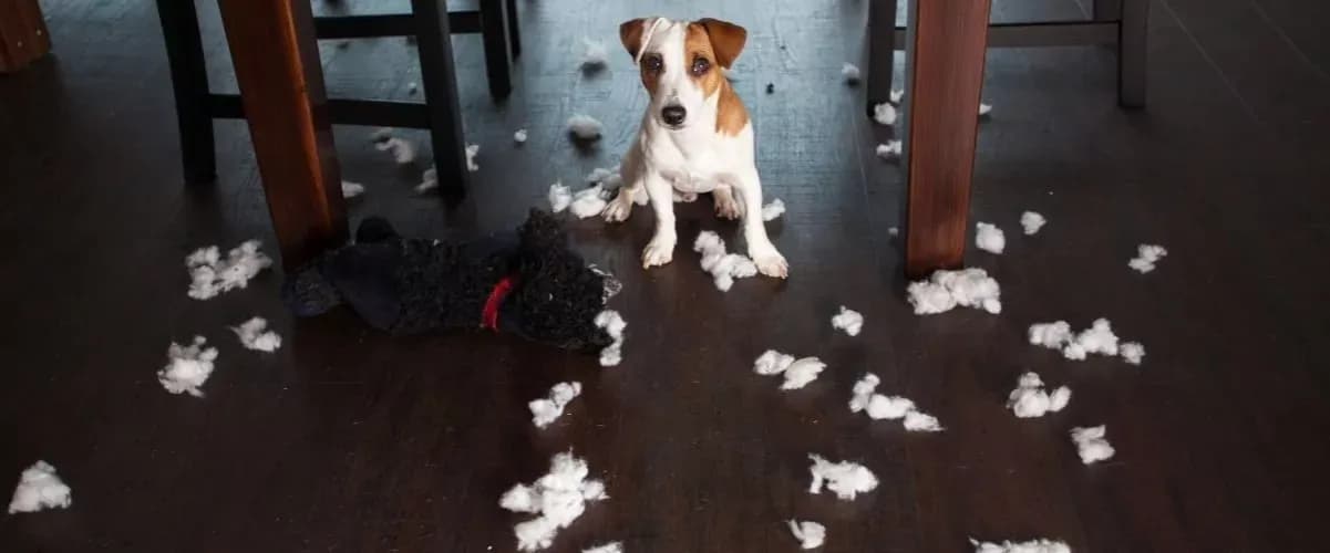 Skuteczne sposoby na zabezpieczenie mebli przed psem i ich zniszczeniem Skuteczne sposoby na zabezpieczenie mebli przed psem i ich zniszczeniem